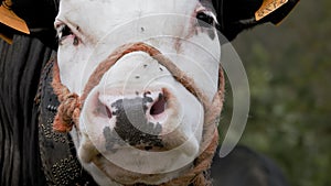 chewing cow. close-up. many flies flying around the muzzle of a cow. Animal portrait. breeding alpine cows. Well-fed