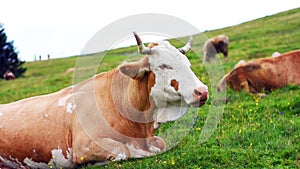 Chewing cow is eating the grass from meadow. Pasture in Julian Alps, Slovenia. Closeup view on agriculture animal in mountains.