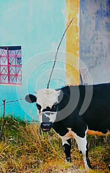 Chewing cow near blue house