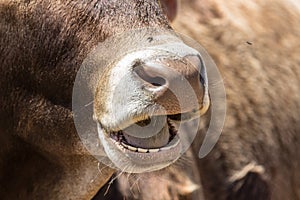 Chewing cow with open mouth close-up