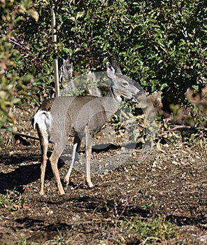 chewing the cud