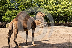 Chewing grass camel head with in natural background. Wildlife safari zoo park.