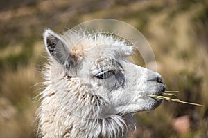 Chewing llama