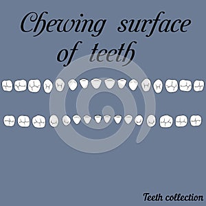 Chewing surface of teeth photo