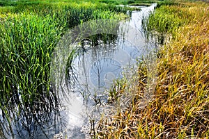 Cheyenne Bottoms Wildlife Refuge Grassland Marsh