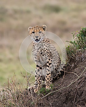 Chhetah Cub on Termite Mound