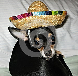 Chi Chi chihuahua and his sombrero