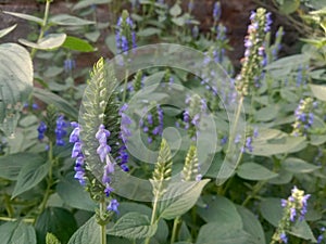 Chia flowering time