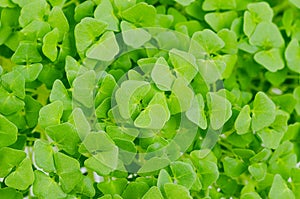 Chia microgreens, green shoots close up, from above