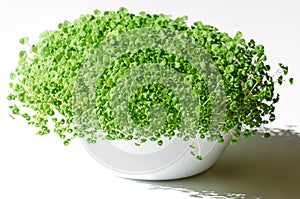 Chia microgreens, seedlings and shoots, growing in a white bowl