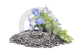 Chia Salvia hispanica Pile of seeds with flowers on white back