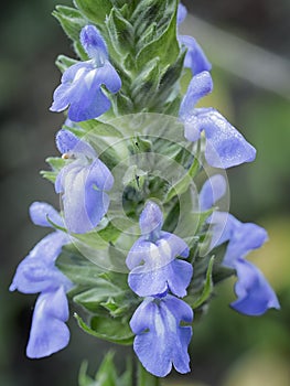 Chia Salvia hispanica plant and flowers