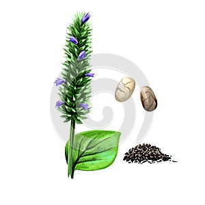 Chia seed isolated on white. Hand drawn illustration of golden chia with blue flowers and green leaf. Organic healthy