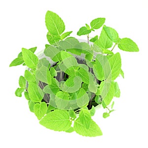 Chia seed plant in pure white background