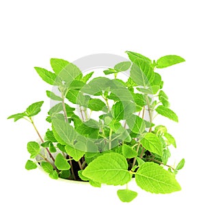 Chia seed plant in pure white background