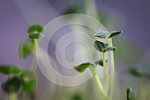 Chia seed sprouts growing which can be used for health drinks and foods