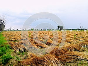 chia seeds field brown love click sunnyday photo