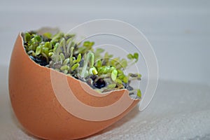 Chia Seeds Growing in Brown Eggshell