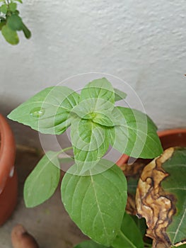 Chia Seeds Plant or Leaves in a Plant growing in a house Terrace garden