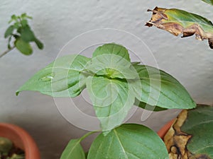 Chia Seeds Plant or Leaves in a Plant growing in a house Terrace garden