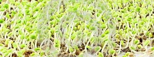 Chia seeds Salvia hispanica plant newly sprouting growing closeup