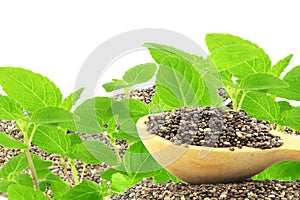 Chia seeds Salvia hispanica with plant with text copy space