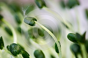 Chia seeds sprouts