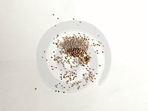 Chia Seeds are the tiny seeds of the Salvia Hispanics plant photo