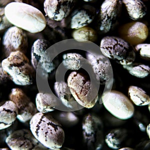 Chia seeds which can be used for health drinks and foods