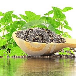Chia seeds in wooden spoon with chia plant and water reflection photo