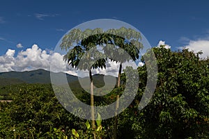 Chiang Mai mountain view with amazing cloudy blue sky and papaya trees