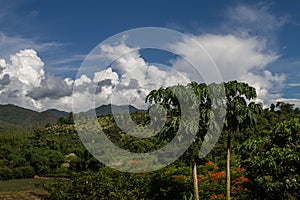 Chiang Mai mountain view with amazing cloudy blue sky and papaya trees