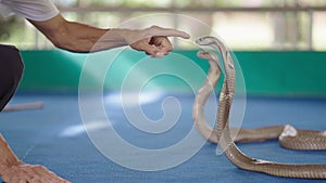 Chiang Mai Snake Show - Thai handler touching Thai cobra's head with a finger on the outdoor stage, Thailand