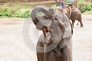 Chiang Mai, Thailand Elephant training camp Elephant show