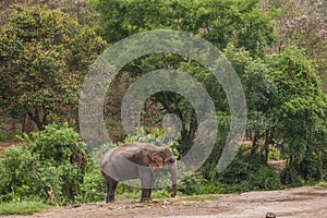 Chiang Mai, Thailand Elephant training camp Elephant show