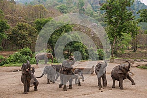 Chiang Mai, Thailand Elephant training camp Elephant show