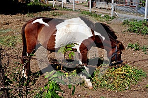 Chiang Mai, Thailand: Grazing Miniature Horse