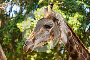 Chiang Mai , Thailand - January, 19, 2020 : Giraffes in the Chiang Mai zoo