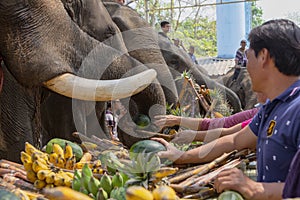 Chiang Rae, Thailand - 2019-03-13 - Elephant Day is celebrated with a feast of fruits for the elephants that have worked