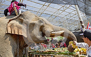 Chiang Rae, Thailand - 2019-03-13 - Elephant Day is celebrated with a feast of fruits for the elephants that have worked