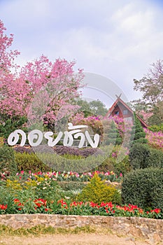 Chiang Rai, Thailand. Jan 28 2023, Doi Chaang village is situated in the northern highlands of Chiang Rai Province.