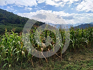 Chiang Rai , Thailand - November 10 : corn fields nearly road