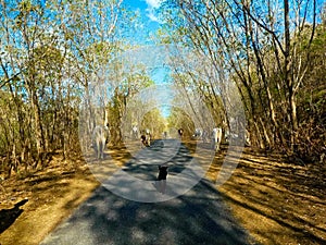 Chiangmai, Thailand countryside, forest.