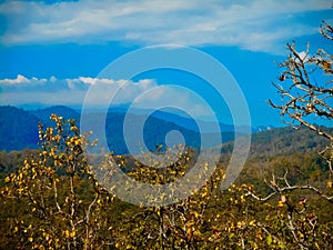 Chiangmai, Thailand countryside, forest.