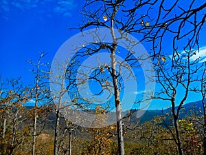 Chiangmai, Thailand countryside, forest.