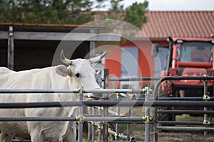 Chianina cow in outdoor cattle. Tuscany, Italy