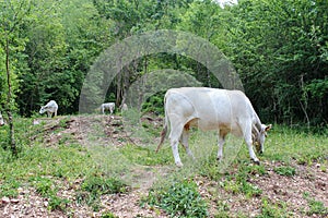 Chianina cows eating grass on a meadow