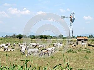 Chianina cows in tuscan countryside