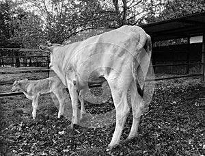 Chianina cows from Tuscany in a paddock