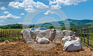 Chianina cows in Tuscany, providers of Florentine steak photo